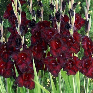 Gladiolus Bulb Raven Sword Lily 12/14 10 Count Bag