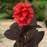Canna Bulb CannaSol Happy Julia Canna Lily 3/5 Eye