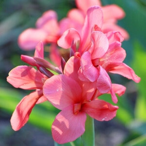 Canna Bulb Elite Rosita Canna Lily 3/5 Eye 2 Count Bag
