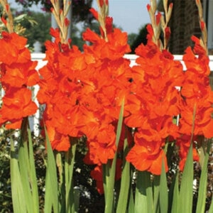 Gladiolus Bulb Victor Borge Sword Lily 12/14 10 Count Bag