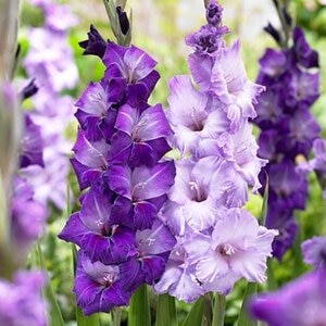 Gladiolus Bulb Blue Topic Sword Lily 12/14 10 Count Bag