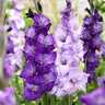 Gladiolus Bulb Blue Topic Sword Lily 12/14