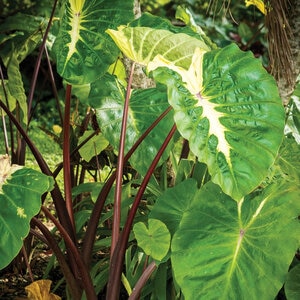 Colocasia Bulb Royal Hawaiian White Lava Elephant Ears Pallet Program 9/11 Each