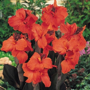 Canna Bulb Elite Orange Chocolate Canna Lily 3/5 Eye 2 Count Bag