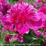 Paeonia Bulb Lactiflora Purple Spider Peony