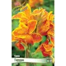 Canna Bulb Indica Taroudant Canna Lily 2/3 Eye