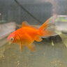 Fish $16-$20