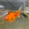 Fish $16-$20