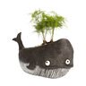 Goliath Whale Planter 5 in. x 10 in.