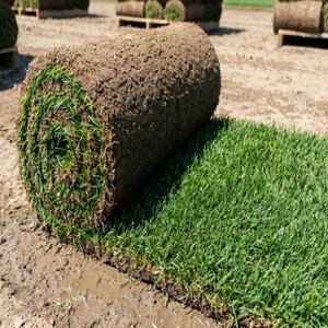 Bluegrass Sod Kentucky Bluegrass (per sq. ft.)