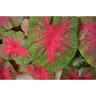 Caladium Bulb Fancy Leaf Red Flash Angel Wings #1 200 Count Bag