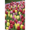 Tulipa Bulb Fruit Punch Mixture Tulip
