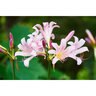 Lycoris Bulb Squamigera Resurrection Lily 100 Count Bag