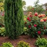 Soil Moist Transplant Plus 3-3-3 Granular Fertilizer Plus Moisture Control 30 lb. Pail