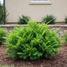 Distylium x Bayou Bliss (formerly Jewel Box) Southern Living / Sunset Distylium