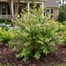 Vaccinium corymbosum DownHome Harvest Bless Your Heart Southern Living / Sunset Highbush Blueberry