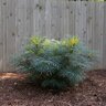 Berberis (Mahonia) eurybracteata Soft Caress Southern Living / Sunset Chinese Barberry