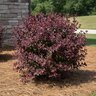 Loropetalum chinense var. rubrum Purple Diamond Southern Living / Sunset Fringe Flower