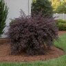 Loropetalum chinense var. rubrum Purple Pixie Southern Living / Sunset Fringe Flower