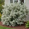 Loropetalum chinense Emerald Snow Southern Living / Sunset Fringe Flower