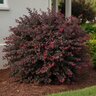 Loropetalum chinense Purple Daydream Southern Living / Sunset Chinese Fringe Flower