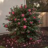 Camellia sasanqua October Magic Rose Southern Living / Sunset Camellia