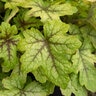 X Heucherella Alabama Sunrise Foamy Bells