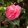 Camellia sasanqua October Magic Rose Southern Living / Sunset Camellia True 3 gal. (11.36 L) Container