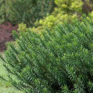 Cephalotaxus Harringtonia Yewtopia Japanese Plum Yew