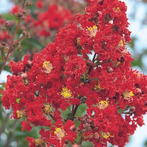 Lagerstroemia indica Miss Frances Crape Myrtle