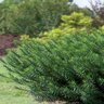 Cephalotaxus Harringtonia Yewtopia Southern Living Japanese Plum Yew 7 gal. Container