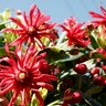 Illicium Floridanum Miss Scarlett Southern Living Florida Anise 1 gal. Container