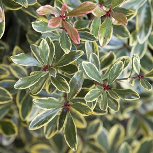 Ternstroemia gymnanthera Juliet Southern Living Cleyera