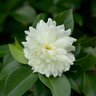 Camellia Sasanqua October Magic Ivory Southern Living Camellia 15 gal. Container