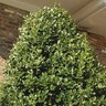 Ilex X Magland Oakland Southern Living Red Holly 100 gal. Container