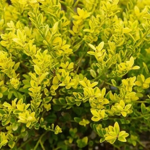 Ilex Crenata Adorned Touch of Gold Japanese Holly