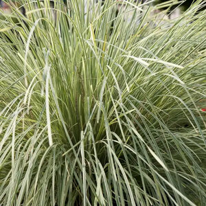 Lomandra Longifolia Platinum Beauty Variegated Mat Rush