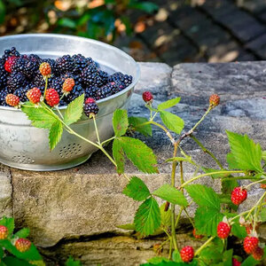 Rubus x DownHome Harvest / Prime-Ark Freedom Southern Living Thornless Blackberry