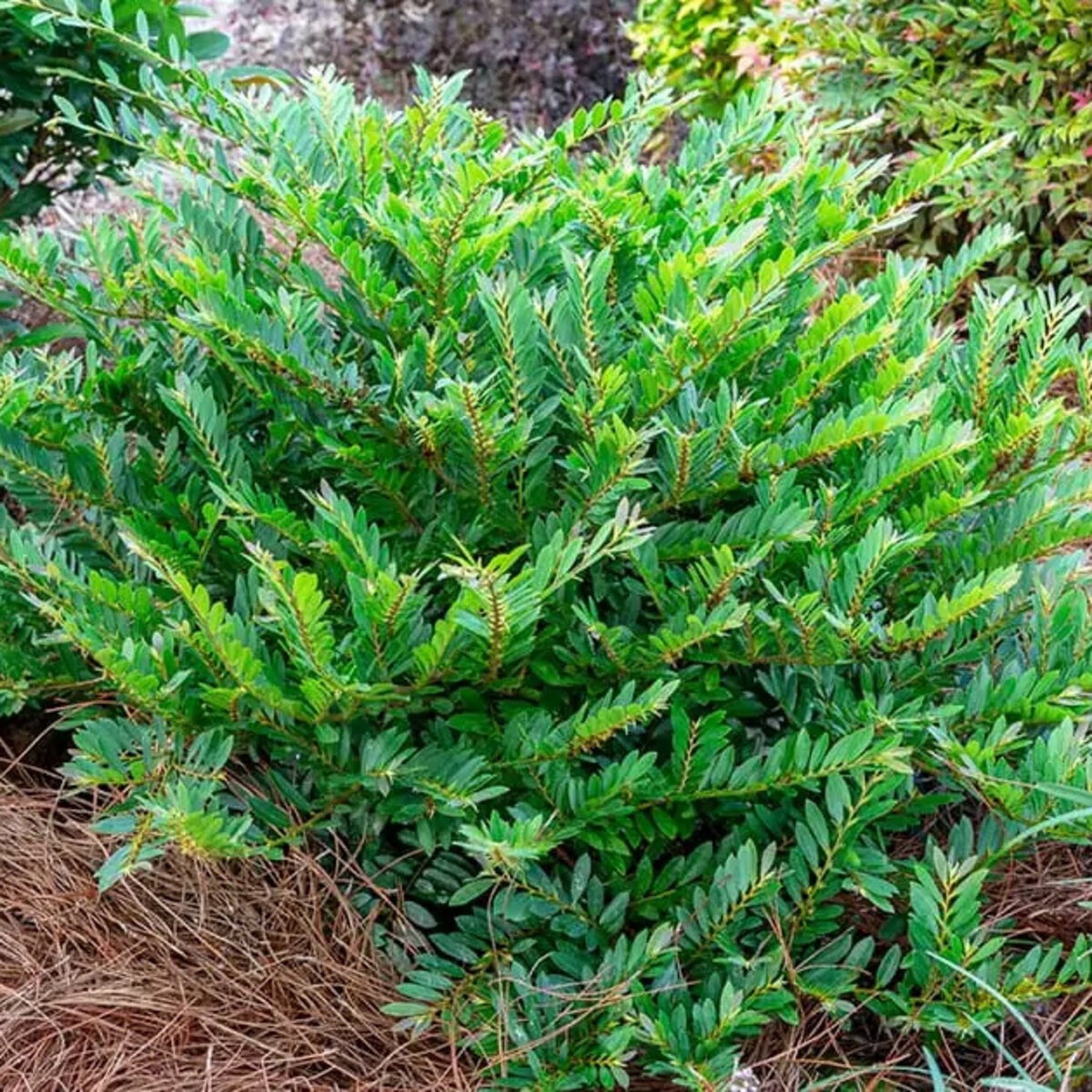 Distylium x Bayou Bliss (formerly Jewel Box) Southern Living / Sunset ...
