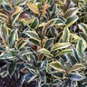 Cleyera japonica Romeo Southern Living Cleyera