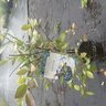 Vaccinium corymbosum DownHome Harvest Bless Your Heart Southern Living / Sunset Highbush Blueberry