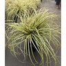 Carex Oshimensis Evergold Japanese Sedge