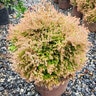 Thuja occidentalis Fire Chief Southern Living Arborvitae