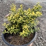 Ilex crenata Touch of Gold Southern Living Japanese Holly