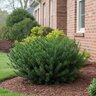 Cephalotaxus harringtonia Yewtopia Southern Living Japanese Plum Yew