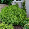 Cryptomeria japonica Dragon Prince Southern Living Japanese Cedar