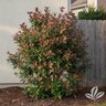 Viburnum odoratissimum Coppertop Southern Living Sweet Viburnum