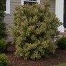 Ternstroemia gymnanthera Juliet Southern Living Cleyera
