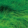 Fescue Sod Greenwave Creeping Red Fescue (per sq. ft.)