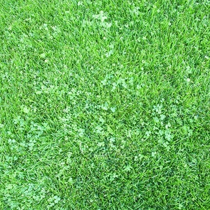 Micro Clover Seed 1 lb.